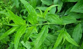 Agar tidak salah dalam memahami manfaat dan khasiat daun belalai gajah, kami berikan rincian penjelasan tentang beberapa kegunaan daun ini untuk kesehatan. 200 Gambar Efek Gajah Terbaik Infobaru