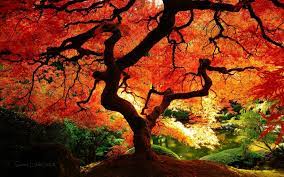 Fall in japan refreshes us with its cooler temperatures and crisp weather. Japanese Maple Wallpapers Top Free Japanese Maple Backgrounds Wallpaperaccess