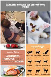 Panda Iyi Kedi Kediler Hamile Arkadas 4 Gatos Cuidados Cuidados Gatos Pandaiyikedikedilerhamilearkadas4 Poster Movie Posters Movies