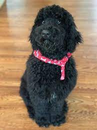 Goldendoodle puppies for sale asheville nc. Goldendoodle Breeder Near Charlotte Asheville North Carolina