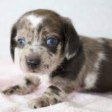 Darlene Akc Dachshund Pupper For Sale Near Shipshewanna Indiana Dachshund Puppies Dachshund Puppies For Sale Dachshund Adoption