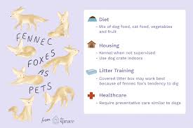 Their outsized ears contain numerous although fennec foxes are bred in captivity, they aren't domesticated animals. Keeping And Caring For Fennec Foxes As Pets