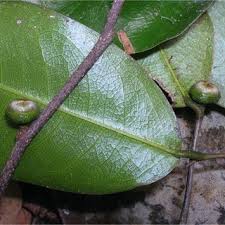 Image result for Lannea asymmetrica