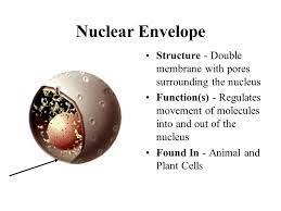Maybe you would like to learn more about one of these? Their Structures And Functions Ppt Video Online Download
