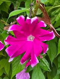 Image result for Ipomoea albivenia