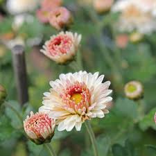 Chrysanthemen Pflege