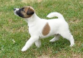 Image result for foxteriér hladkosrstý