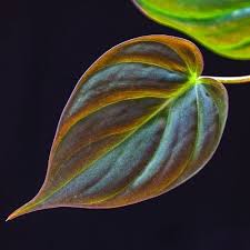 Overwatering can lead to root rot, after which the plant will not be able to take in water even if the soil is moist. Philodendron Micans Care Propagation And More Sprouts And Stems