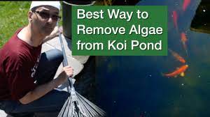 Physical removal is the fastest way to get algae out of your pond and take the next step to crystal clear pond water. Best Way To Remove Algae From Koi Pond Youtube