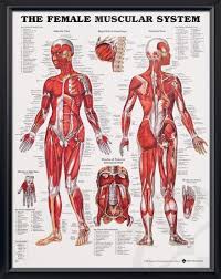 the female muscular system chart 20x26 muscular system