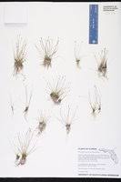 Image result for Eleocharis setifolia