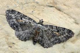 Image result for Eupithecia icterata