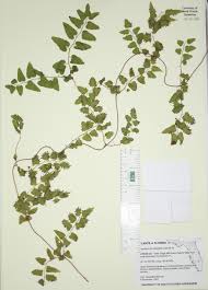 Image result for Lygodium microphyllum