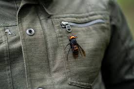 Searching for the best wasp sprays? Murder Hornets In The U S The Rush To Stop The Asian Giant Hornet The New York Times