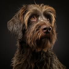 Image result for český fousek stavba těla