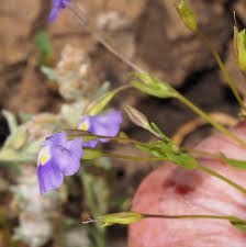 Image result for Mimulus gracilis