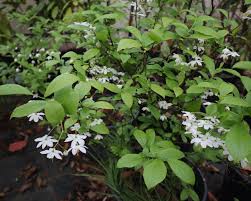 Image result for Embelia xylocarpa