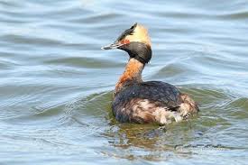 Horned Grebe Photo Swimming Bird Print Red Eyed Bird Kids Room Wall Art Restaurant Wall Decor Wetland Wildlife Featherwindstudio Kus