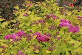 Image result for spirea japonica gold princess