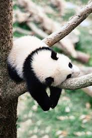 Timeline Photos The Rainforest Site Facebook Cok Sirin Hayvanlar Hayvan Bebekler Pandalar