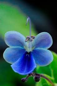 Image result for Rotheca luembensis