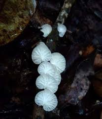 Image result for Marasmius sp.
