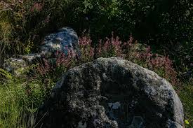 Image result for Plectranthus swynnertonii