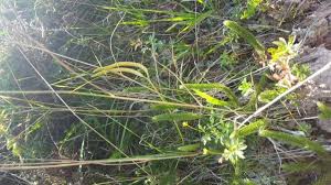 Image result for Lycopodium clavatum
