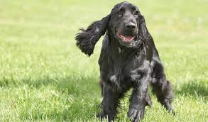 Field Spaniel Breed Information