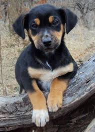 Black And Tan Hound Dog Puppies Coonhound Doberman Mix Ternurita