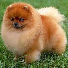 Bebelusii sunt simpatici foc, cu obrajii lor pufosi, ochii intrebatori si rasul nevinovat. Rase De Caini Mici Informatii Caracteristici Poze