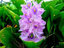 109 Water Hyacinth Water Orchid Photos Free Royalty Free Stock Photos From Dreamstime