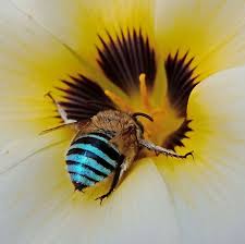 Bees love bright flowers in shades of yellow or deep blue. Turns Out Australia Is Home To Blue Bees And The World Can T Get Enough Of Their Photos