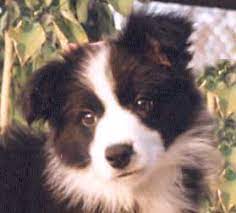 Black and white border collie male puppies both parents are my working dogs both registered isds good with children ideal work agility or pet ready in a week please message for more details and photos. Kc Registered Border Collie Puppies For Sale Off 59 Www Usushimd Com