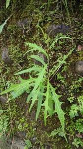Image result for Lactuca indica