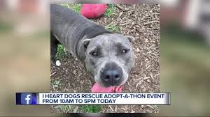 The first step would be to fill out an application and be. I Heart Dogs Rescue And Animal Haven Hosts 3rd Annual Adopt A Thon