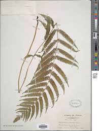 Image result for Pseudocyclosorus