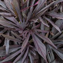 Image result for Ipomoea richardsiae