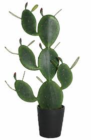 Prickly pear cactus has large flat leaves, which are actually a modified portion of the stem of the plants, that are often referred to as cactus pads. Primrue Prickly Pear Artificial Cactus Plant In Pot Wayfair