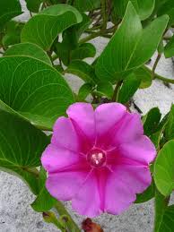 Image result for Ipomoea trinervia