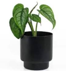 Bright to medium indirect sunlight. Monstera Siltepecana A Rare Evergreen Plant Gardening Brain