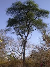 Image result for Acacia nigrescens