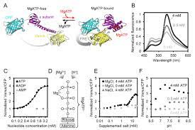 Check spelling or type a new query. Atp Sensing In Living Plant Cells Reveals Tissue Gradients And Stress Dynamics Of Energy Physiology Elife