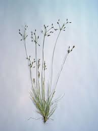Image result for Fimbristylis