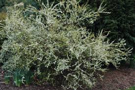Image result for Spiraea thunbergii