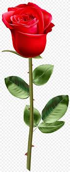 Blank notebook on natural brown paper cover next to wooden pencil and red rose. Rose Flower Drawing Png 1231x3000px Rose Anthurium Blue Rose Drawing Flower Download Free