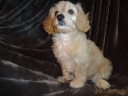 Cavapoo puppies for sale cavapoo dogs for adoption cavapoo breeders. Cavapoo Puppies 8 Weeks Adorable For Sale In Weston Wisconsin Classified Americanlisted Com