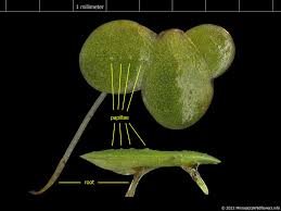 Image result for Lemna