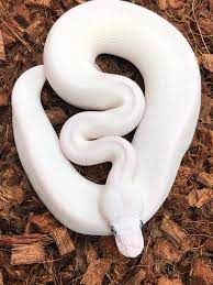 How Much Does A Ball Python Cost XYZReptiles, 55% OFF