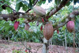 Cacaoyer Fruits De L Arbre Et Varietes Fruits Arbre Foret Equatoriale